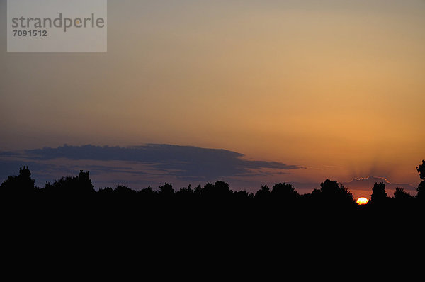 Germany  Bavaria  Silhouette of bushes during sunset