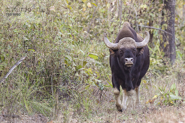 India  Madhya Pradesh  Gaur at Kanha National Park