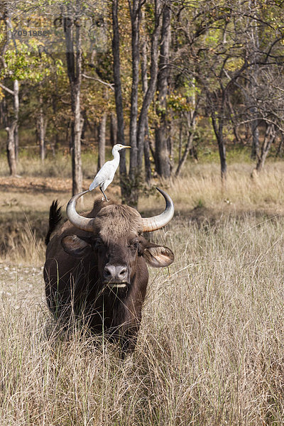 India  Madhya Pradesh  Cattle egret perching on gaur at Kanha National Park