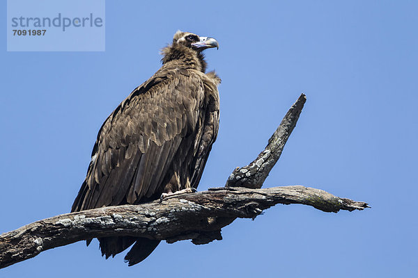 India  Uttarakhand  Vulture perching on branch at Jim Corbett National Park