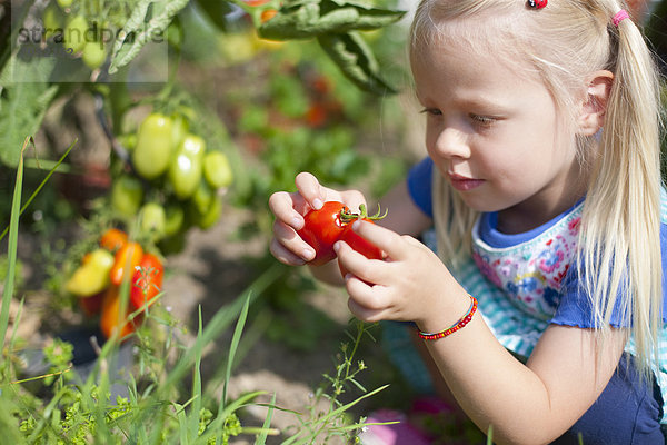 Girl picking tomatoes in garden
