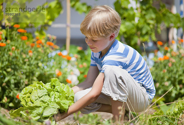 Junge pflückt Salat im Garten