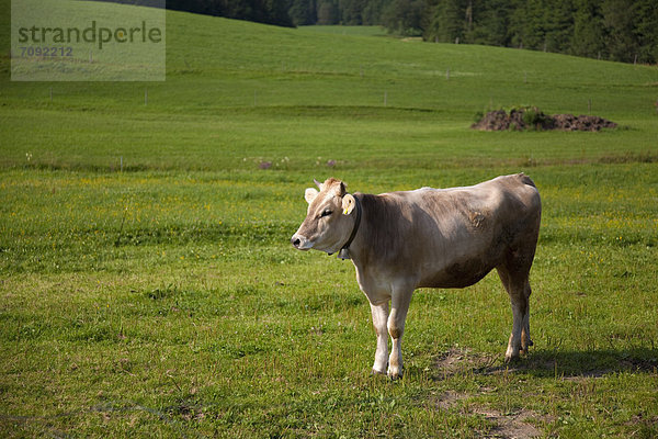 Germany  Bavaria  Cow in pasture