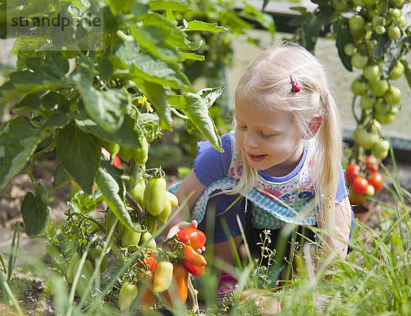 Mädchen pflücken Tomaten im Garten