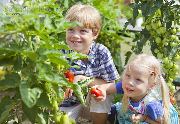 Junge und Mädchen pflücken Tomaten im Garten