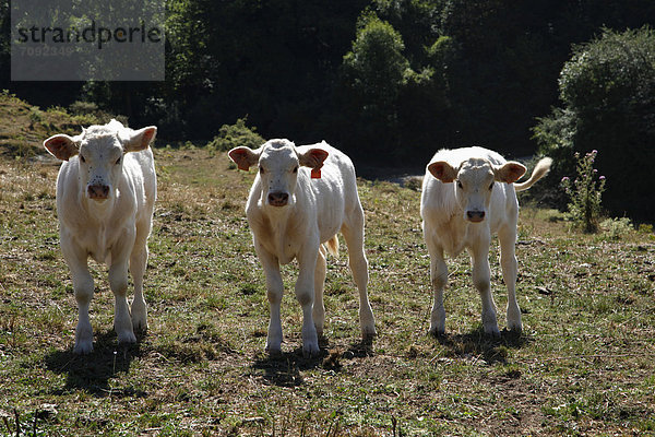 Spanien  Kühe auf Wiese stehend