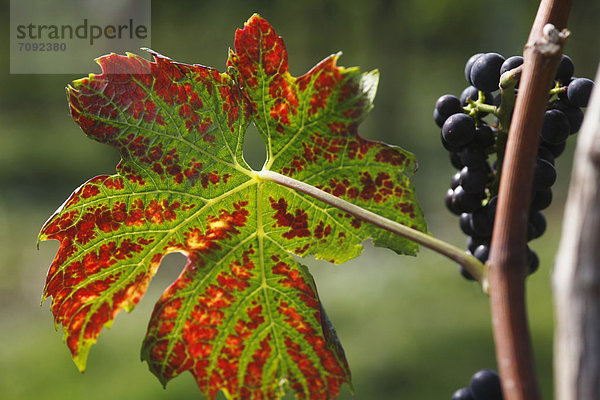 Germany  Close up of vine leaf with grapes in autumn