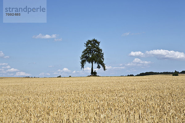 Deutschland  Bayern  Baum im Maisfeld
