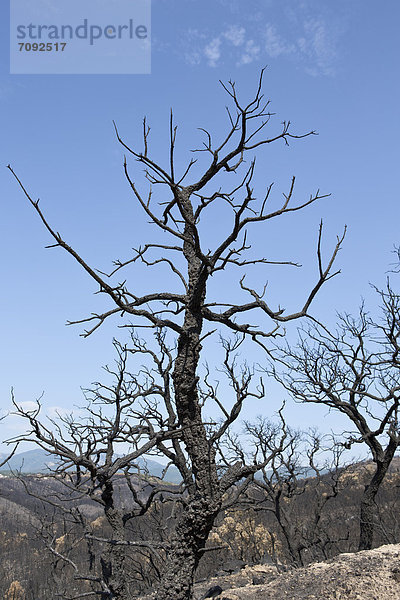 Spain  Agullana  Burned trees after forest fire
