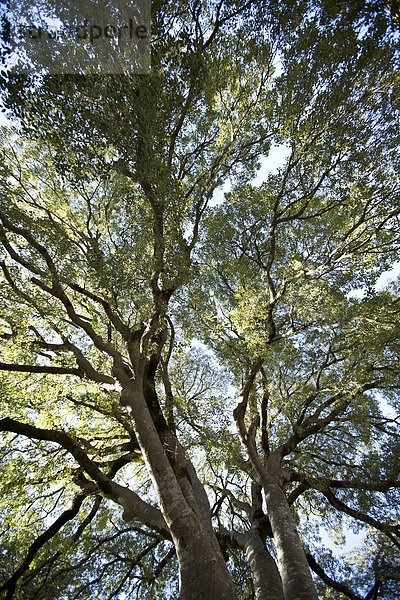 Spanien  Mallorca  Bäume im Garten des Klosters Lluc