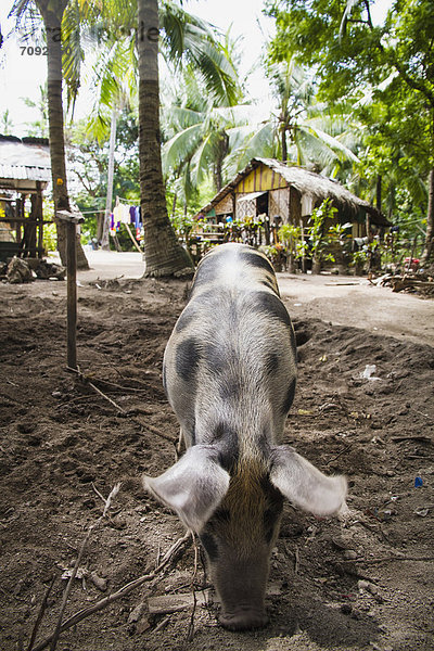 Philippinen  Schwein sucht Futter im Dreck