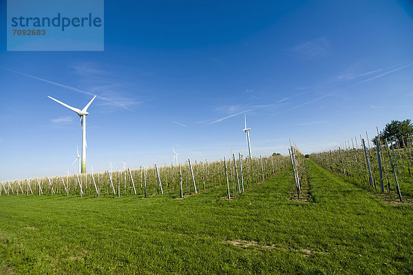 Deutschland  Sachsen  Blick auf Windkraftanlage im Apfelpark