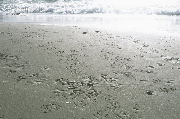 Deutschland  Mecklenburg-Vorpommern  Möwenspuren auf Sand an der Ostsee
