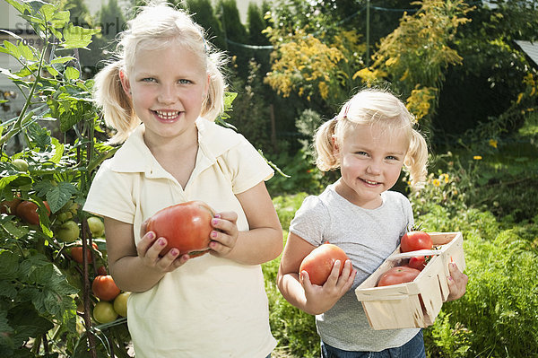 Mädchen sammeln Tomaten im Gemüsegarten