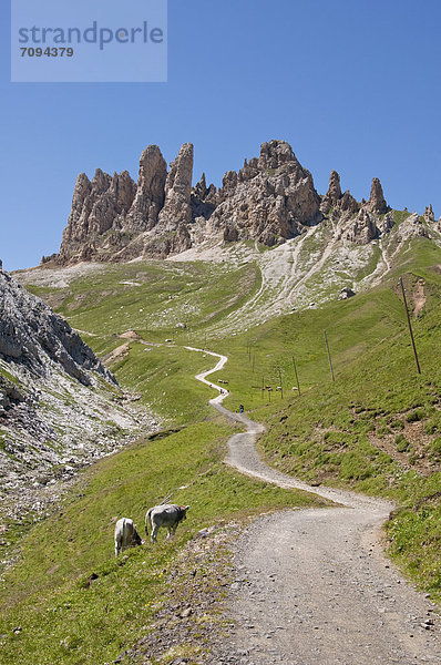 Italy  Cows grazing in meadow at South Tyrol