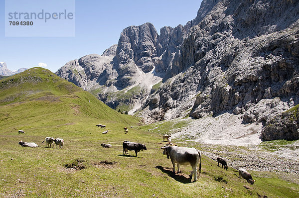 Italien  Kühe auf der Wiese in Südtirol