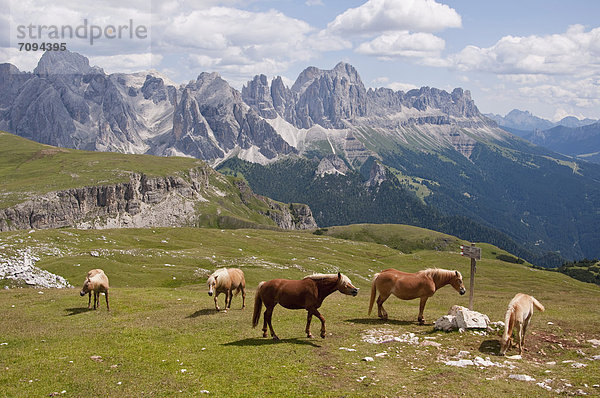Italien  Pferde auf der Wiese  Rosengarten im Hintergrund bei Südtirol