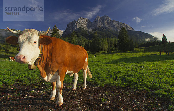Deutschland  Bayern  Kuh stehend vor den Alpen