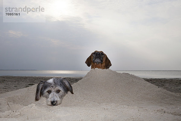 Zwei Hunde sind bis auf die Köpfe im Sand vergraben  Langeoog  Niedersachsen  Deutschland  Europa