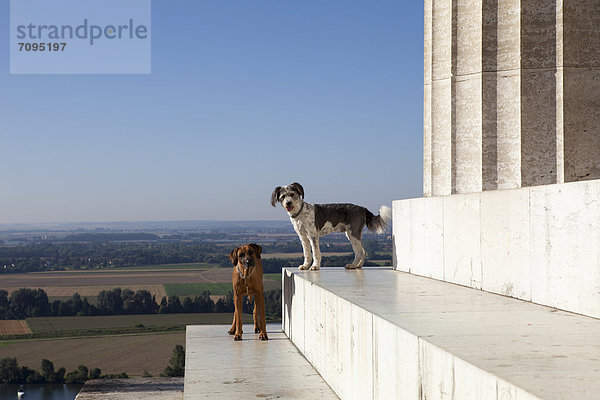 Zwei Hunde stehen im Blick von der Walhalla auf die Donauebene  Donaustauf  Bayern  Deutschland  Europa