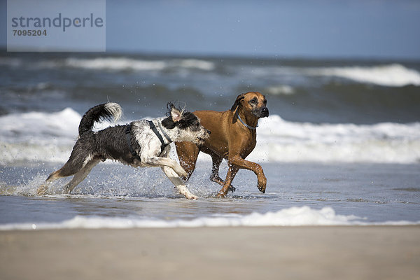 Zwei Hunde am Strand von Langeoog  Niedersachsen  Deutschland  Europa