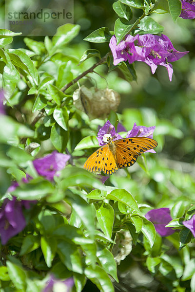 Golf Fritillary Schmetterling auf Blüte