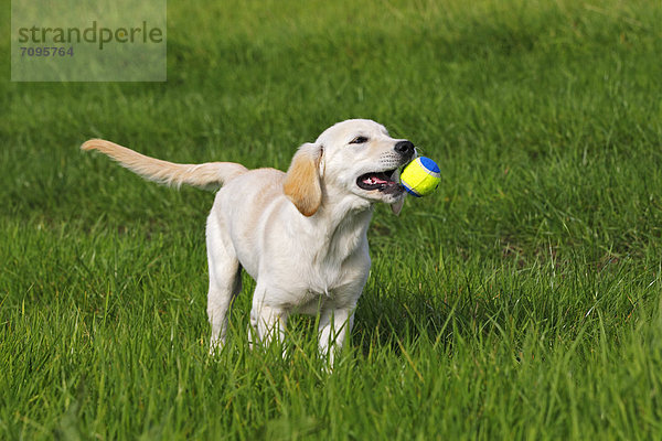 Golden Retriever Welpe (Canis lupus familiaris)  drei Monate  spielt mit Ball auf Wiese