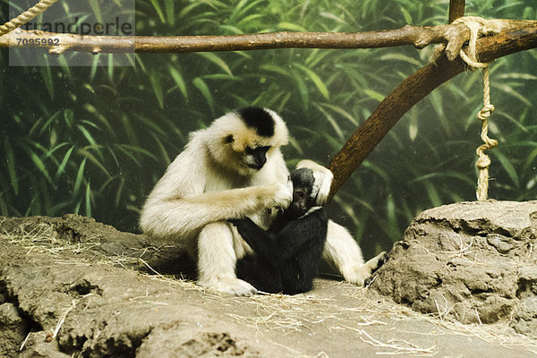 Pflegesitzung zwischen Mutter und Baby Affe  Lincoln Park Zoo