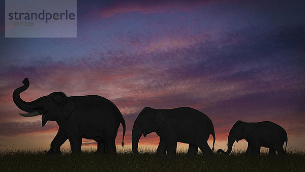Silhouette der Elefanten gegen den Himmel
