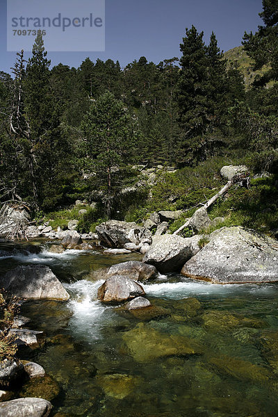 Wildbach  Landschaft in den Pyrenäen  französische Pyrenäen  Nationalpark bei ArgelËs-Gazost  Region Midi-PyrÈnÈes  DÈpartement Hautes-PyrÈnÈes  Frankreich  Europa