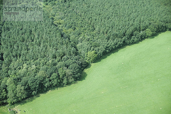 Luftaufnahme von Wald und Feld