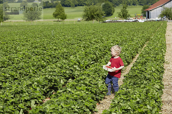 Junge pflückt Erdbeeren auf dem Feld