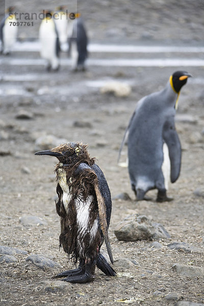 Verletzter  kranker Königspinguin (Aptenodytes patagonicus)  Salisbury Plains  Südgeorgien  Antarktis