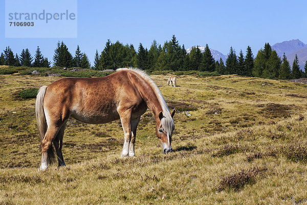 Haflinger auf der Alm  Südtirol  Italien