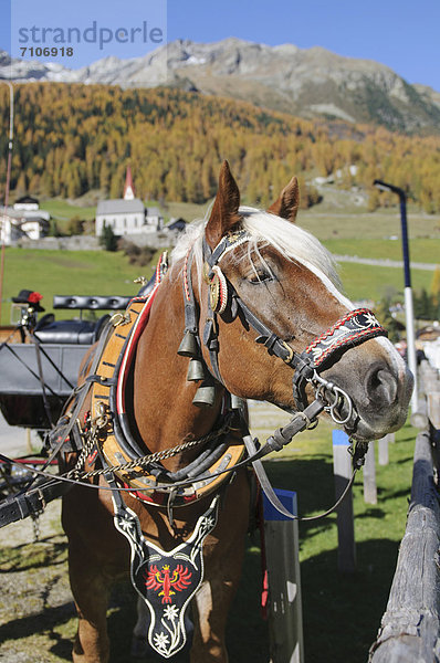Pferd mit festlichem Geschirr  Südtirol  Italien