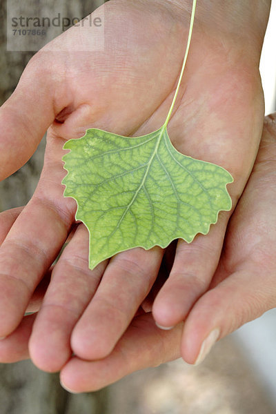 Europäer  Frau  klein  Pflanzenblatt  Pflanzenblätter  Blatt  grün  halten