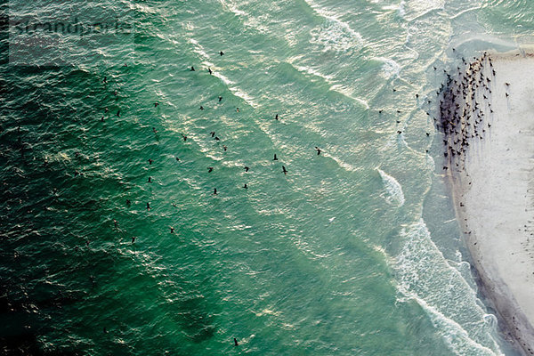 Vogelschwarm über dem Meer bei Egmont Key National Wildlife Refuge  Tampa Bay  Florida  USA