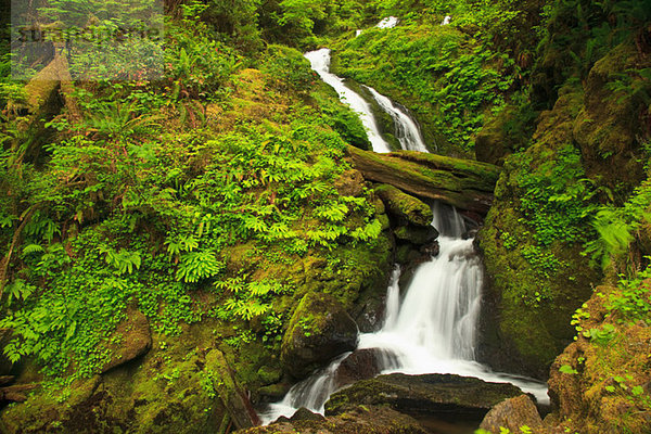 Saisonaler Bach  Graves Creek Gebiet  Olympic National Park  Washington  USA