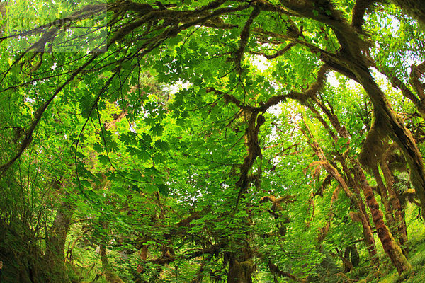 Hoher Regenwald  Olympischer Nationalpark  Washington  USA