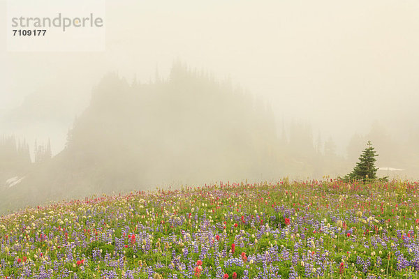 Sommerliche Wildblumenwiese am Skyline Trail  Mount Rainier National Park  Washington  USA