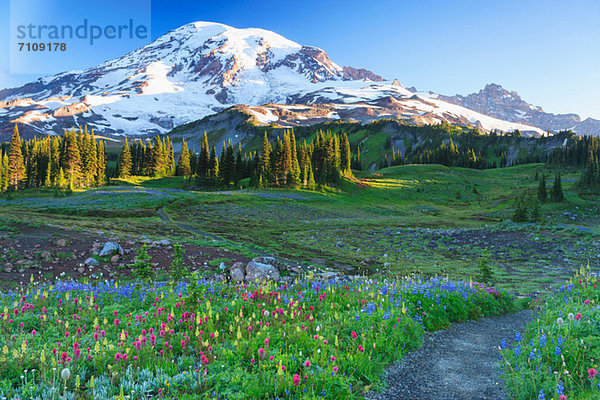 Sommerliche alpine Wildblumenwiese  Mount Rainier National Park  Washington  USA