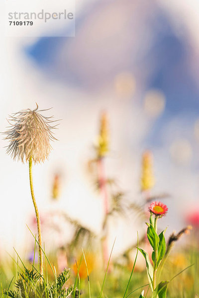 Sommerliche alpine Wildblumen  Mount Rainier National Park  Washington  USA