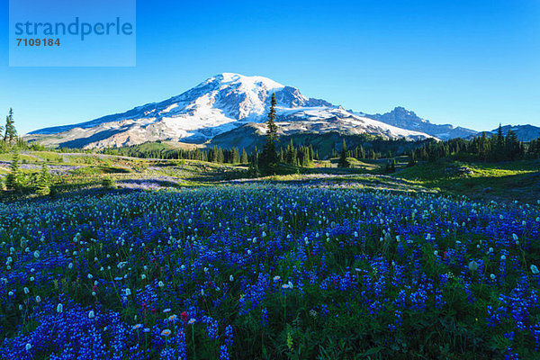 Sommerliche Wildblumenwiese am Skyline Trail  Mount Rainier National Park  Washington  USA