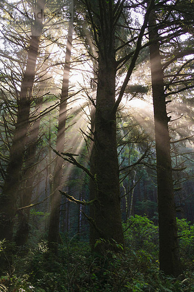 Sonnenstrahlen im Regenwald bei Hoh Rainforest  Olympic National Park  Washington  USA