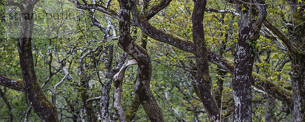 Panorama  Urwald  Glenveagh-Nationalpark  County Donegal  Republik Irland