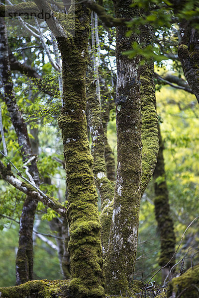 Urwald  bemooste Baumstämme  Glenveagh-Nationalpark  County Donegal  Republik Irland