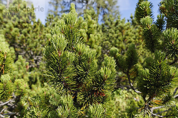 Latsche  Latschenkiefer (Pinus mugo subsp. mugo)  Hutterer Höss  Oberösterreich  Österreich  Europa