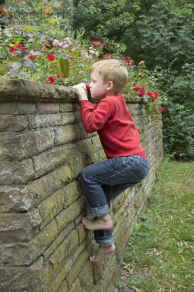 Kleiner Junge klettert auf Mauer  Seedorf  Schleswig-Holstein  Deutschland  Europa