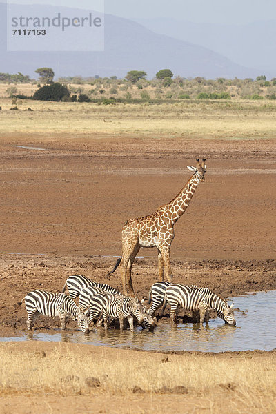 Massai-Giraffe (Giraffa camelopardalis tippelskirchi) mit Grevyzebras (Equus grevyi) am Wasserloch  Tsavo East  Kenia  Afrika