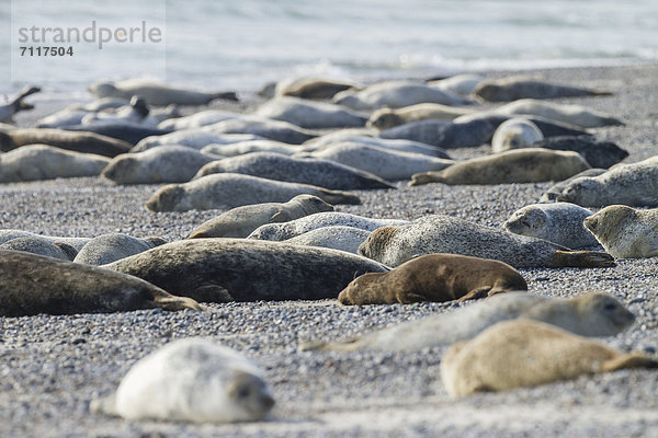 Seehunde (Phoca vitulina)  Insel Helgoland  Schleswig-Holstein  Deutschland  Europa